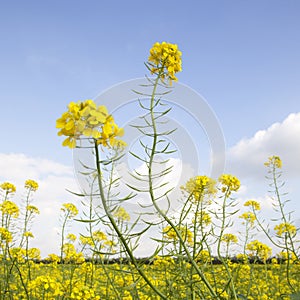 Flowers of yellow mustard seed in field