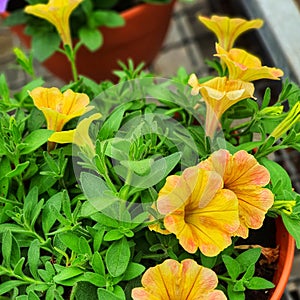 Flowers yellow orange leavesgreen photo