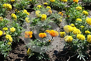 Flowers of yellow and orange Tagetes erecta