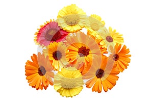 Flowers with yellow petals on a white background