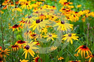 Flowers yellow rudbeckia. Blooming flowers of yellow rudbeckia Black-eyed Susan flower bed in the summer garden