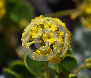 The flowers of yellow sand verbena