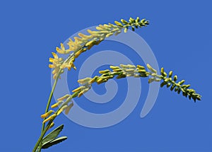 Flowers of yellow sweet clover