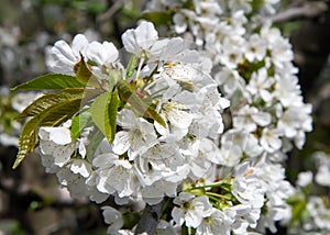 Flowers and young cherry leaves in the spring garden.