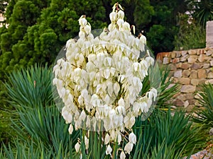 Flowers of Yucca filamentosa in the botanic garden photo