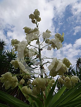 Flowers of yucca plant