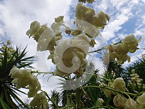 Flowers of yucca plant