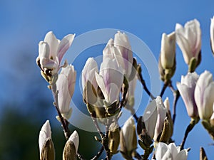 The flowers of Yulan magnolia blooming against blue sky