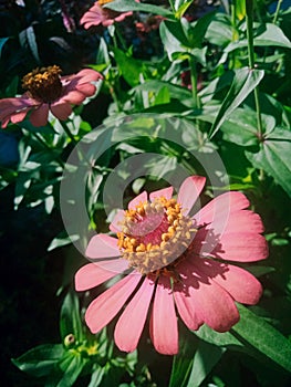 Flowers Zinia is graceful & x28;zinia elegans& x29;, Mexico, nature, green, flower, beautiful