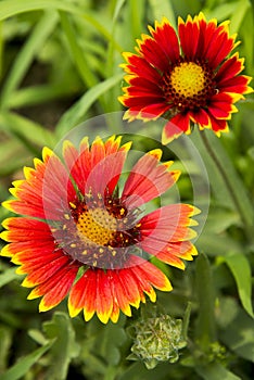 Flowers, Zinnia elegans Jacq.