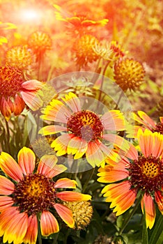 Flowers, Zinnia elegans Jacq.