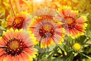 Flowers, Zinnia elegans Jacq.