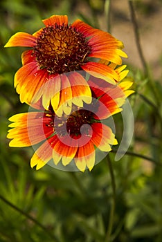 Flowers, Zinnia elegans Jacq.