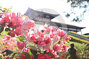 Zulai temple, flowers photo