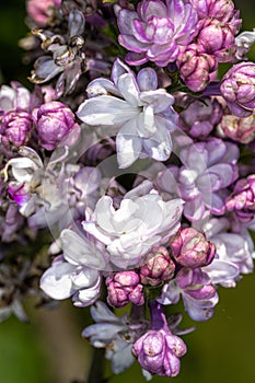 Flowers of â€˜Beauty of Moscowâ€™ Lilac