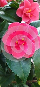 Flowers ðŸŒºðŸŒ¸ red pink flowers peony rose wild