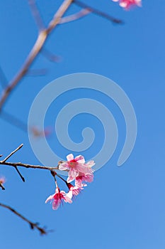 FlowerSakura