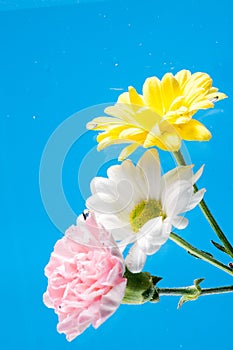 Flowersbeautiful chrysanthemum in Mother`s day