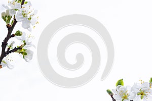 Flowerscape of apple tree branches in spring on a white background
