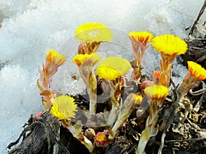 Flowerses coils foot