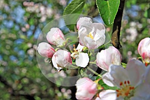 Flowerses to aple trees