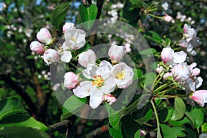 Flowerses to aple trees