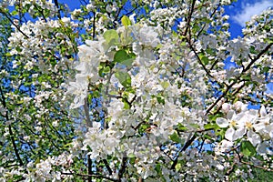 Flowerses to aple trees