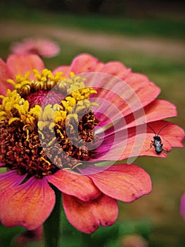 flowershot insect blossom