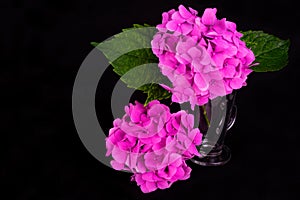 Flowers  pink hydrangea on black background.Copy space. photo