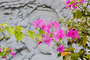 Flowerss and China architecture photo