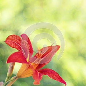 Flowery background with lily flower on blurred green fon