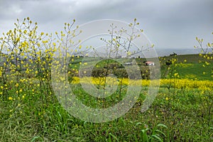 Flowery Countryside