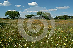 Flowery field photo