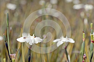 Flowery field of bicolor iris