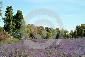 Flowery field with blue flowers