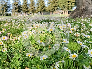 Flowery Field full of Dasies