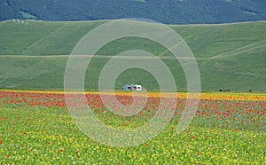 Flowery fields in Pian Grande near Castelluccio di Norcia, Umbria, Italy