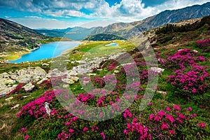 Flowery fields with pink rhododendrons and mountain lake, Carpathians, Romania