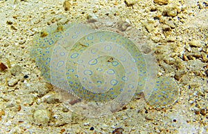 Flowery flounder photo