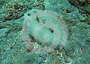 Flowery flounder Bothus mancus it is lying on the seabed