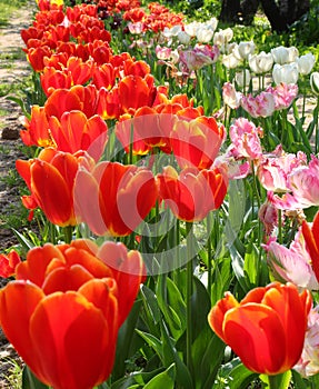 Flowery flowerbeds in spring with lots of colorful rpoose and white and Dutch tulips photo