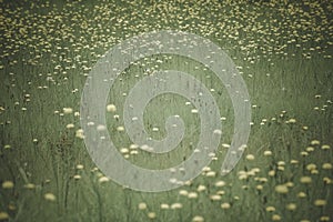 Flowery landscape in the plain, photo