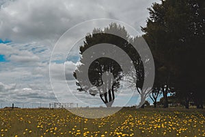 Flowery landscape in the plain, photo