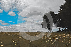 Flowery landscape in the plain, photo