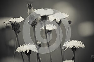 Flowery landscape in the plain, photo