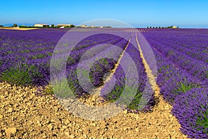 Flowery landscape with violet lavender fields in Provence, Valensole, France