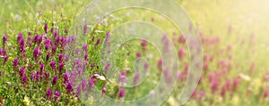 Flowery meadow banner with purple patches of field cow-wheat Melampyrum arvense