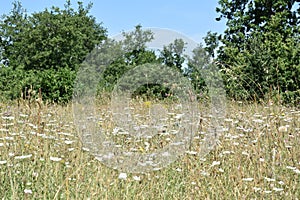 Flowery meadow in the woods