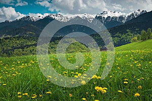 Flowery meadow with yellow dandelions and snowy mountains in background
