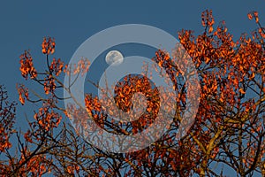 Flowery mulungu with blue sky and moon. photo